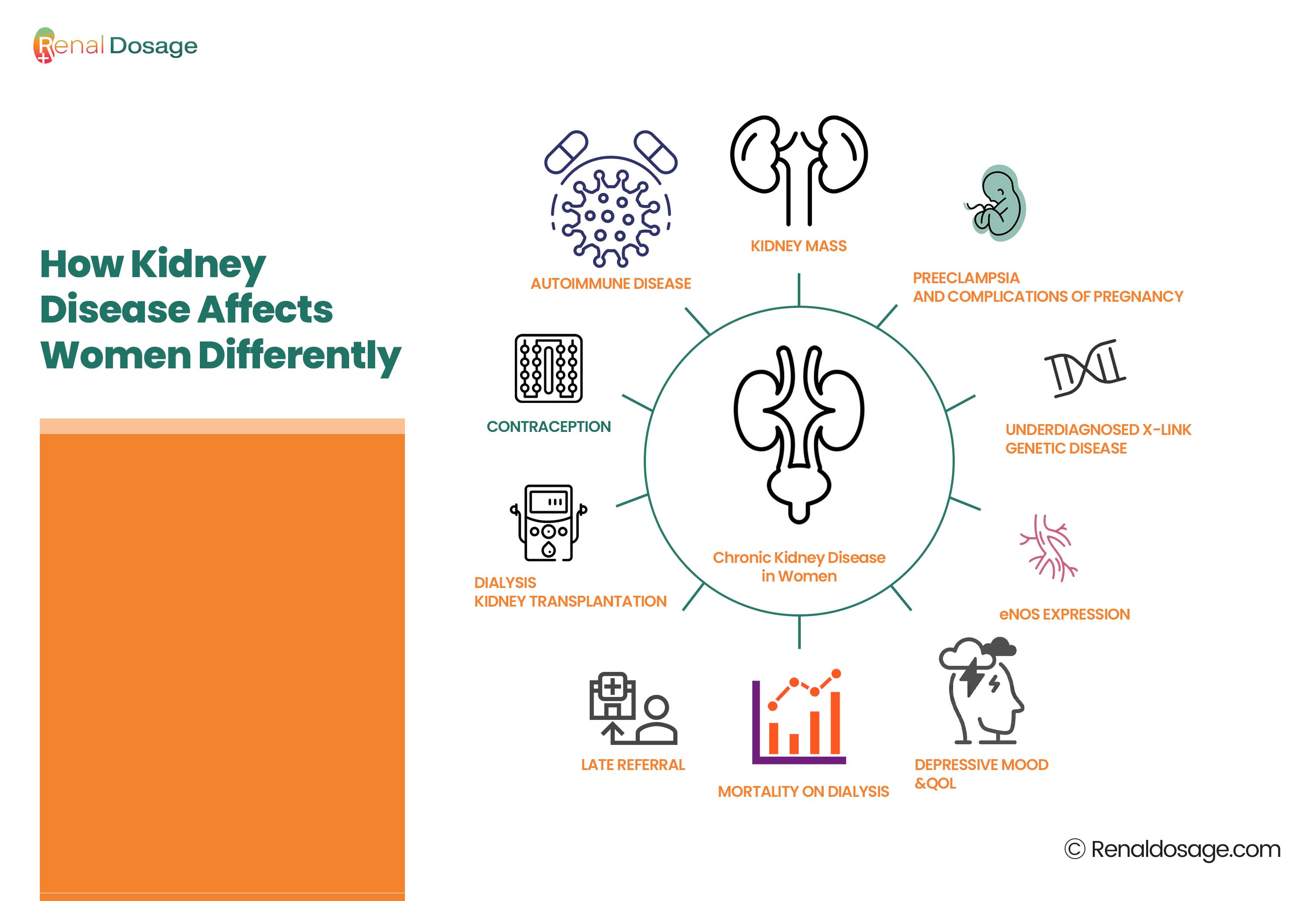 How Kidney Disease Affects Women Differently